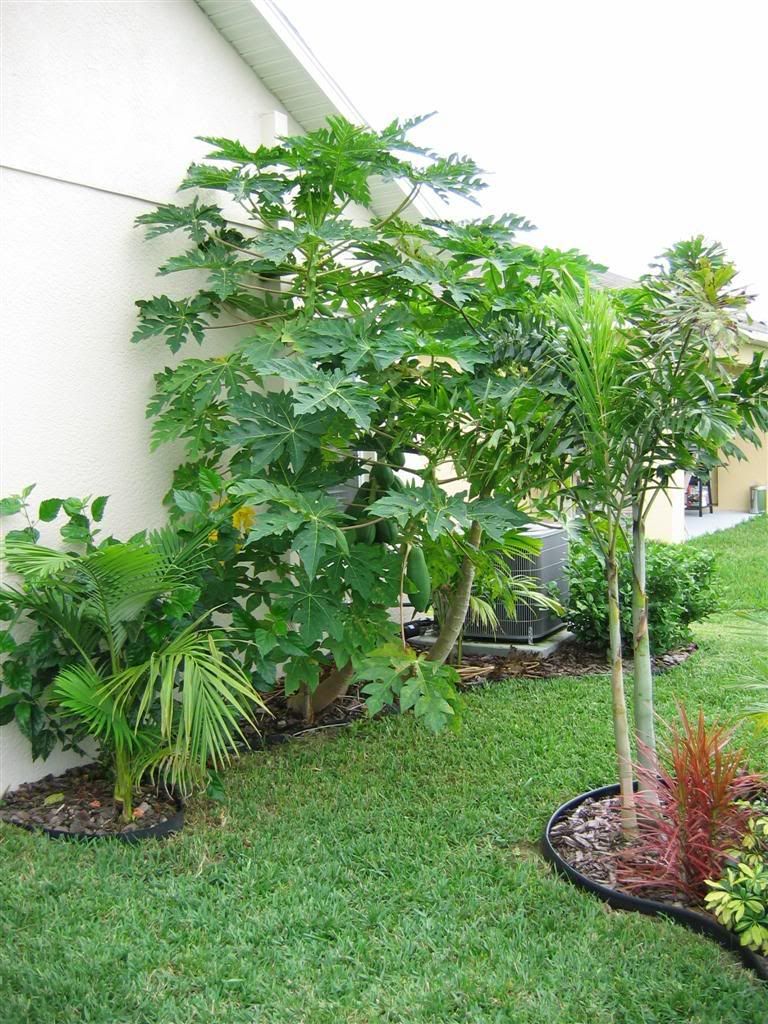My zone 9B garden DISCUSSING PALM TREES WORLDWIDE PalmTalk